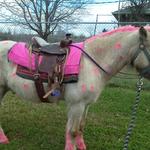 Rent a Pink Pony for your next Birthday Party 