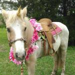 Unicorn Pony for Birthday party or Photo Shoots 