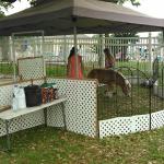 Large and Small Petting farm for Birthday Parties and Community Events  