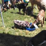 Rent a Petting Farm for your next Event